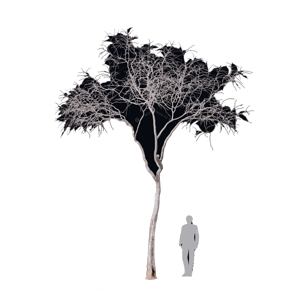 Other Botanicals 3D Models