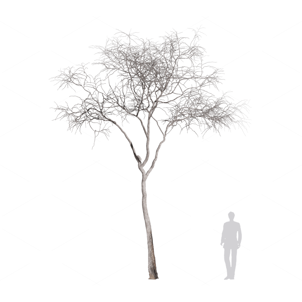 Other Botanicals 3D Models