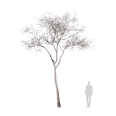 Other Plants Dead tree 10