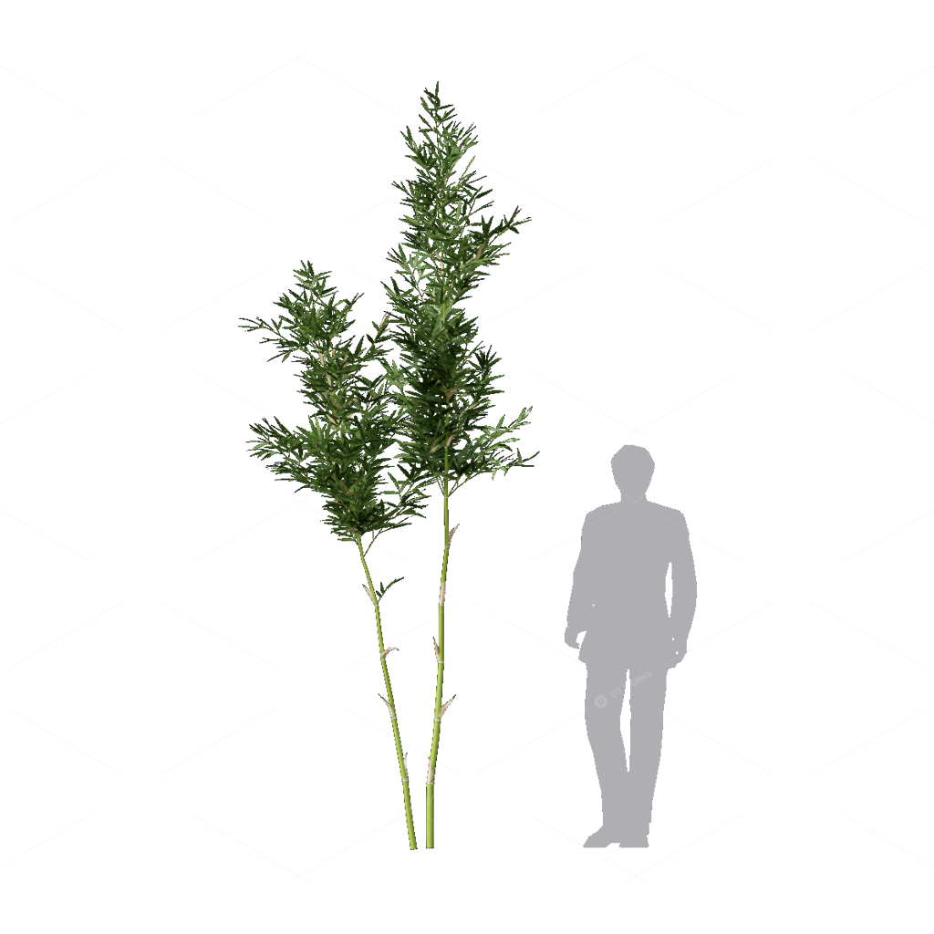 Other Botanicals 3D Models
