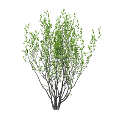 Sapium sebiferum 12 3d model