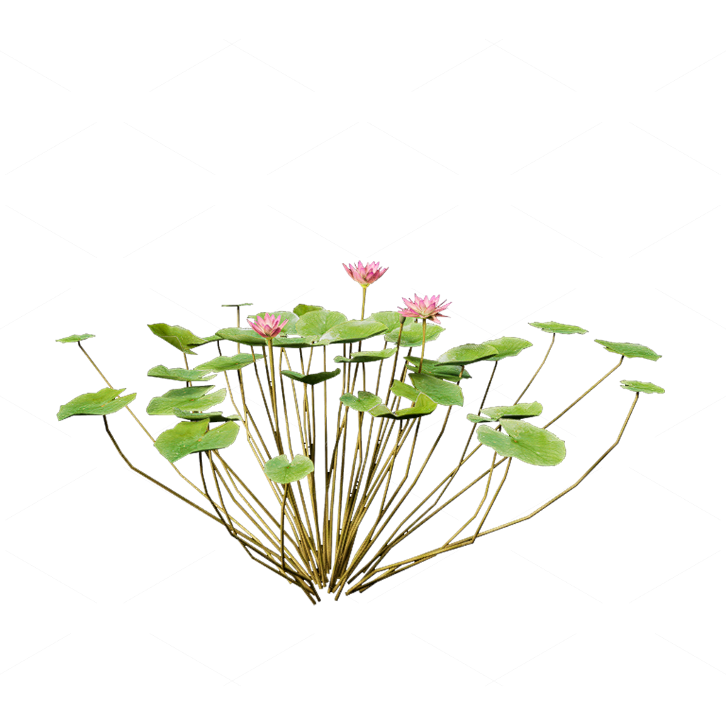 Aquatic Plants 3D Models