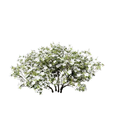 Rhododendron pulchrum 03