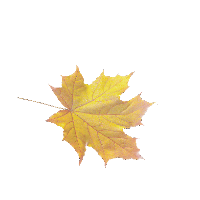 Other Plants Maple Leaf 40