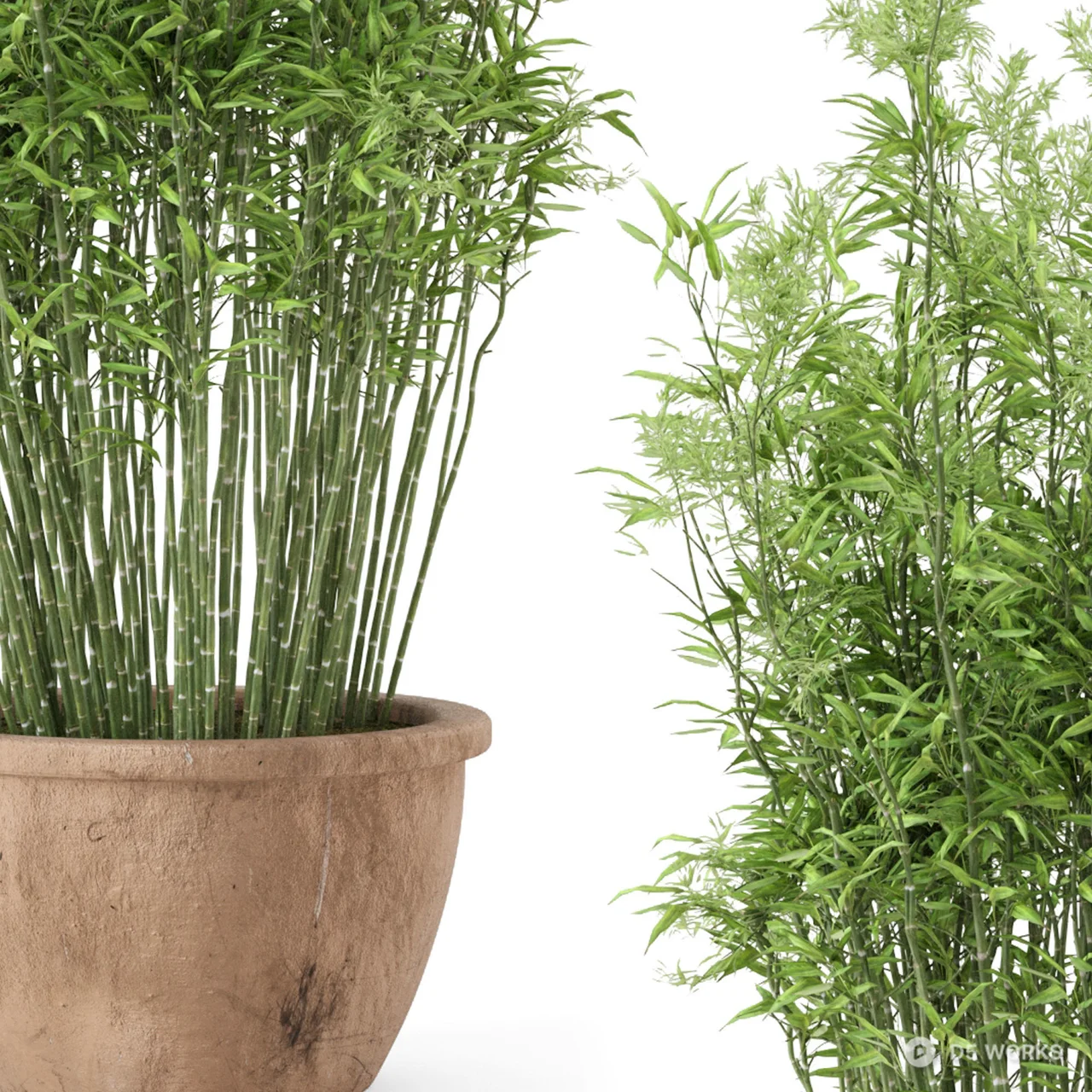 Potted Bamboo Plant 3d model thumbnail 3
