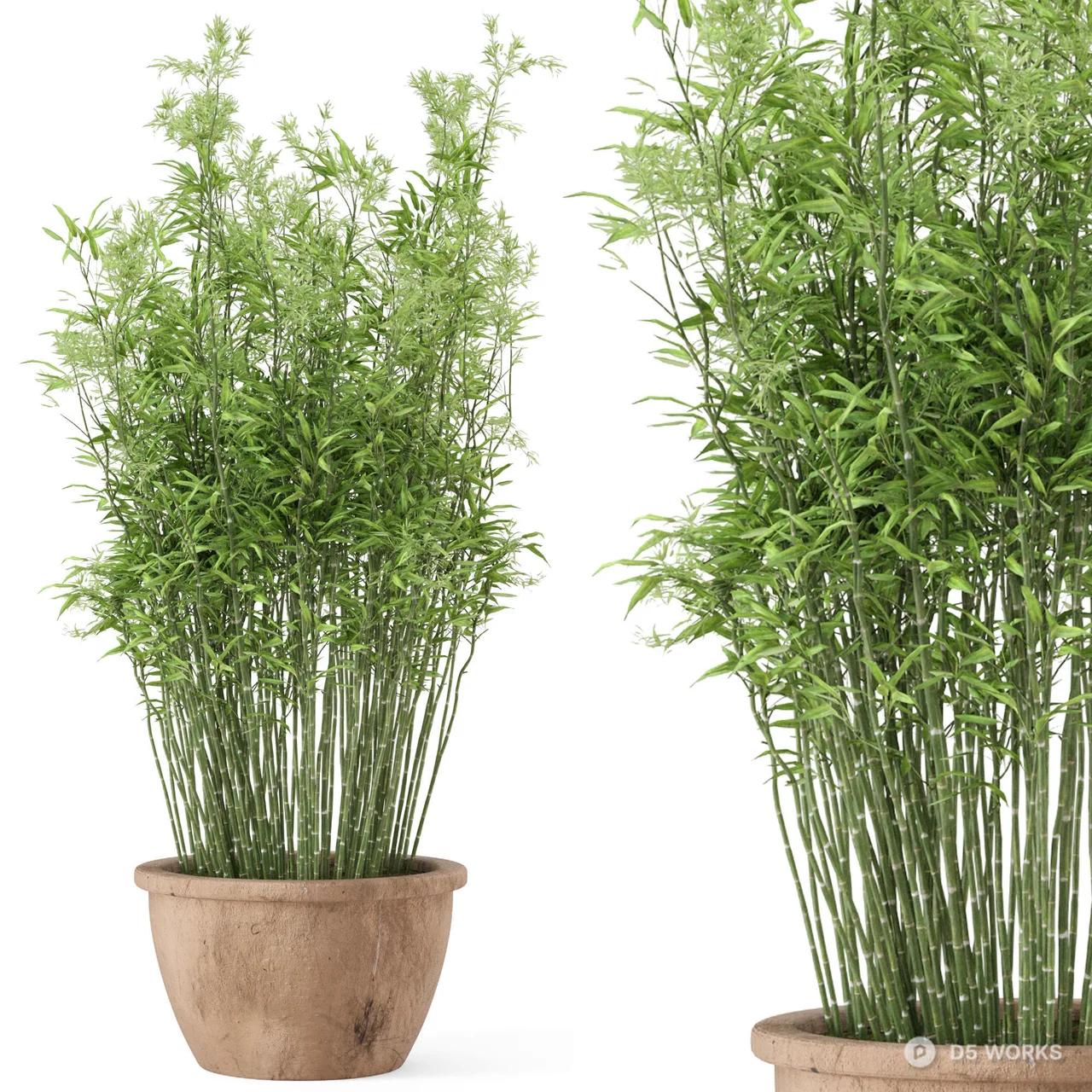Potted Bamboo Plant 3d model - Image 1