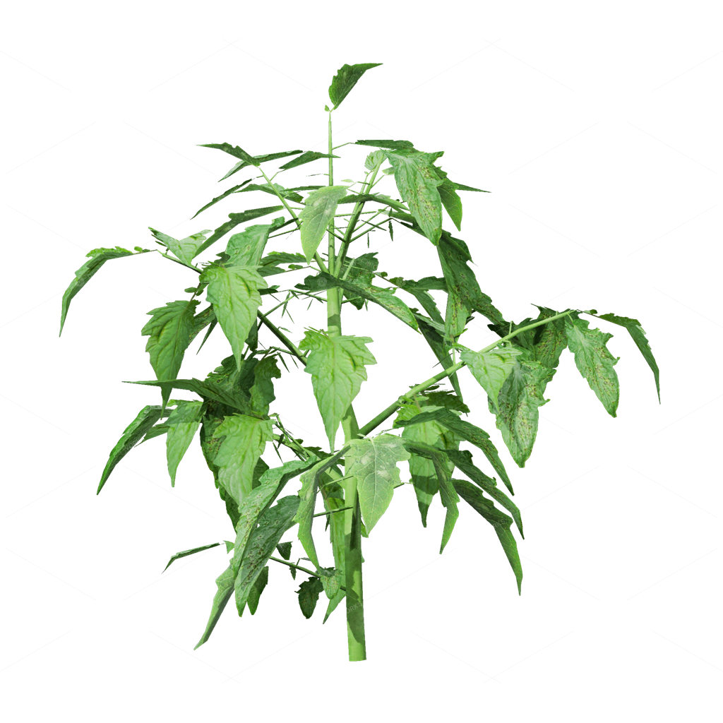 Crops 3D Models