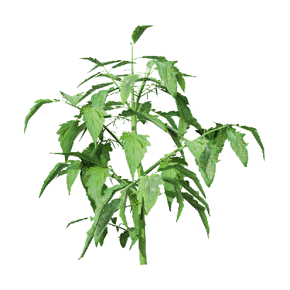 Crops Solanum lycopersicum 01