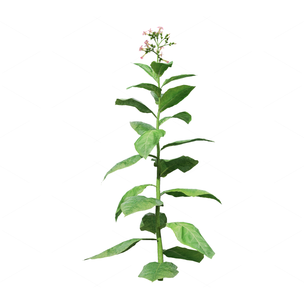 Crops 3D Models