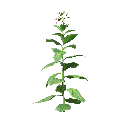 Crops Nicotiana tabacum 04