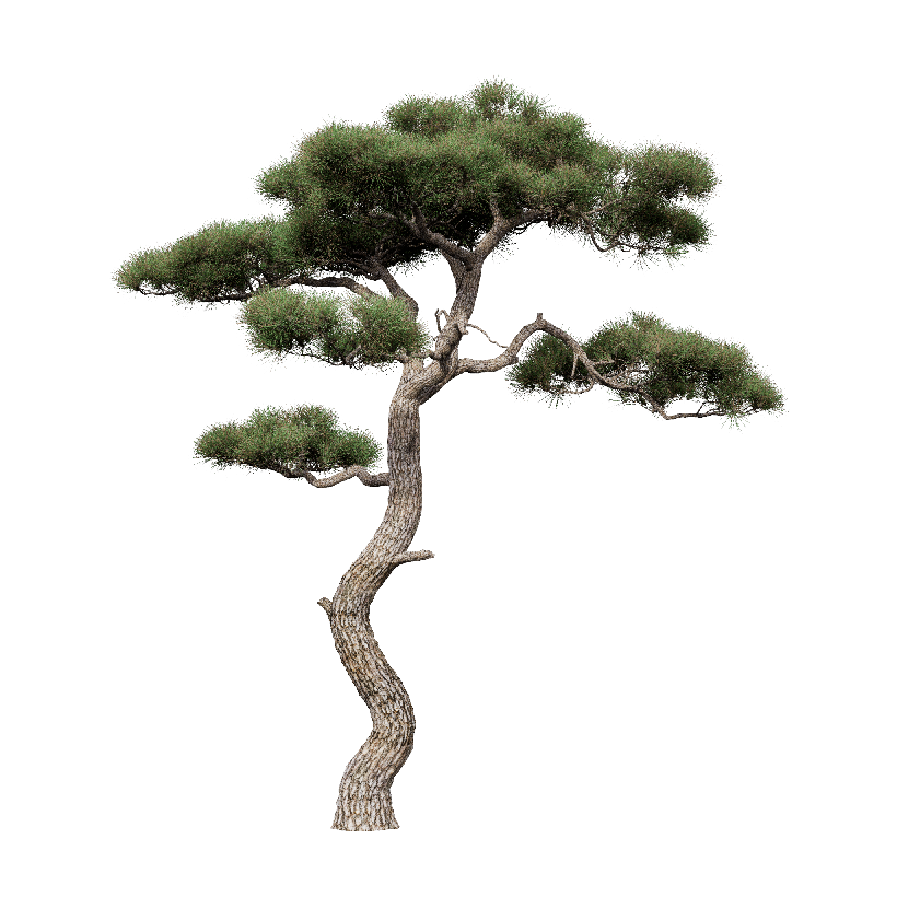 Coniferous Tree Pinus taiwanensis 03