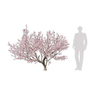 Amygdalus triloba 03