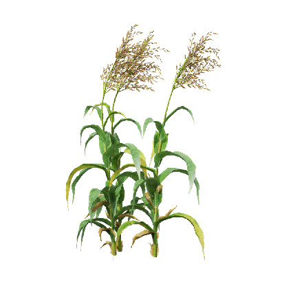 Crops Sorghum bicolor 07